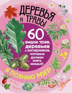 Деревья и травы. 60 видов трав, деревьев и кустарников, которые должен знать каждый, Петр Волцит