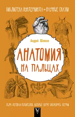 Анатомия на пальцах. Для детей и родителей, которые хотят объяснять детям, Андрей Шляхов