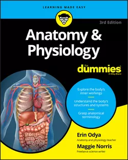 Anatomy and Physiology For Dummies Erin Odya и Maggie Norris