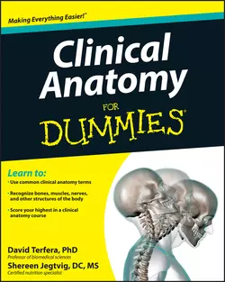 Clinical Anatomy For Dummies Shereen Jegtvig и David Terfera