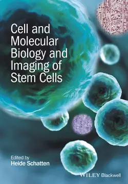 Cell and Molecular Biology and Imaging of Stem Cells, Heide Schatten