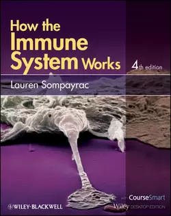 How the Immune System Works, Lauren Sompayrac