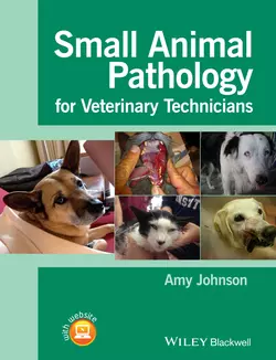 Small Animal Pathology for Veterinary Technicians, Amy Johnson