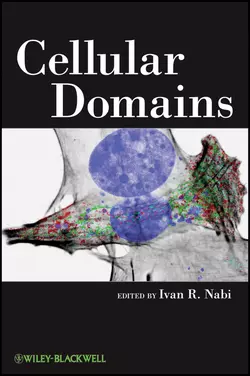 Cellular Domains, Ivan Nabi