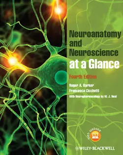 Neuroanatomy and Neuroscience at a Glance Barker Roger и Cicchetti Francesca