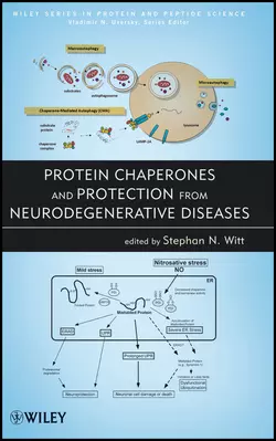 Protein Chaperones and Protection from Neurodegenerative Diseases, Witt Stephan