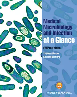 Medical Microbiology and Infection at a Glance Bamford Kathleen и Gillespie Stephen