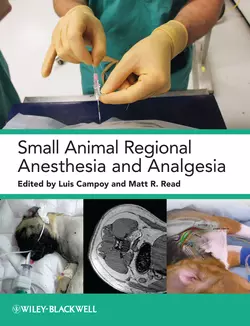 Small Animal Regional Anesthesia and Analgesia Read Matt и Campoy Luis