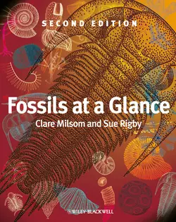 Fossils at a Glance, Milsom Clare