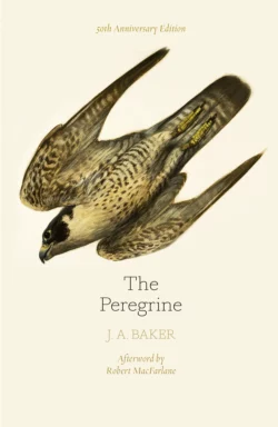 The Peregrine: 50th Anniversary Edition: Afterword by Robert Macfarlane Robert MacFarlane и Mark Cocker