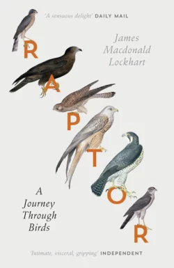 Raptor: A Journey Through Birds, James Lockhart