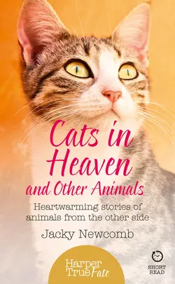 Cats in Heaven: And Other Animals. Heartwarming stories of animals from the other side., Jacky Newcomb