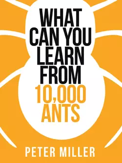 What You Can Learn From 10,000 Ants, Peter Miller