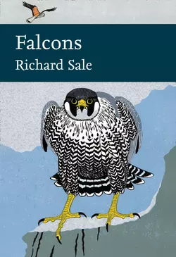 Falcons, Richard Sale