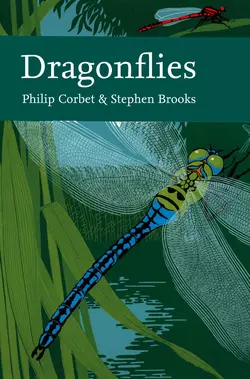 Dragonflies, Stephen Brooks