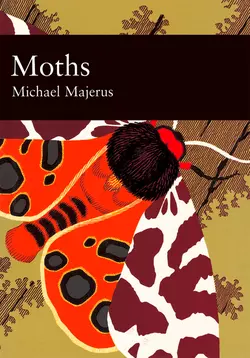 Moths, Mike Majerus