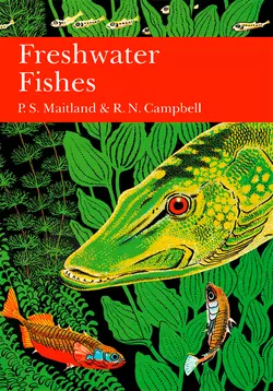 British Freshwater Fish, P. Maitland