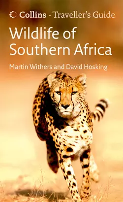 Wildlife of Southern Africa, David Hosking