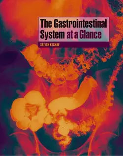 The Gastrointestinal System at a Glance