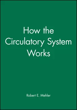 How the Circulatory System Works 