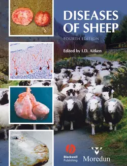 Diseases of Sheep 