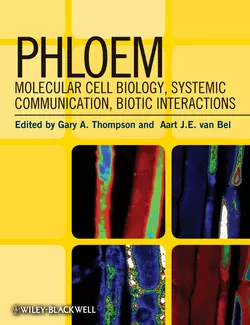 Phloem, Aart Bel