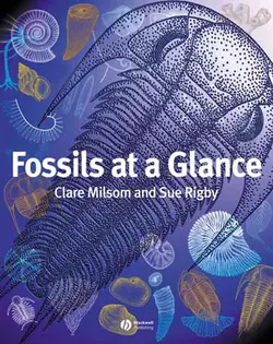 Fossils at a Glance, Clare Milsom