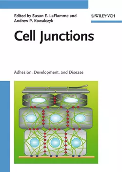 Cell Junctions, Andrew Kowalczyk