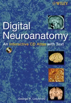 Digital Neuroanatomy, George Leichnetz