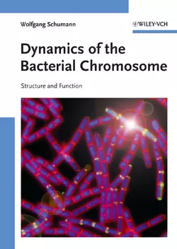 Dynamics of the Bacterial Chromosome, Wolfgang Schumann