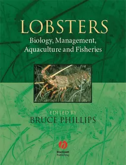 Lobsters, Bruce Phillips