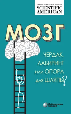 Мозг. Чердак  лабиринт или опора для шляпы? 