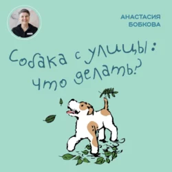 Собака с улицы: что делать? Анастасия Бобкова