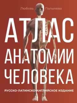 Атлас анатомии человека. Русско-латинско-английское издание, Любовь Палычева