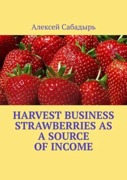 Harvest Business Strawberries as a Source of Income, Алексей Сабадырь